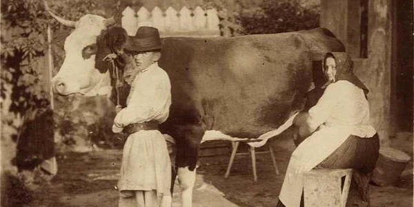 vaca