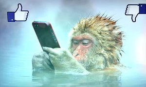 maimuta cu facebook si iphone foto marsel van oosten 500px jpeg