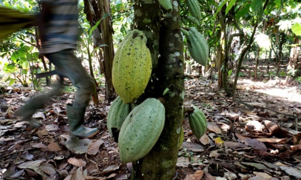 Producătorii de cafea și cacao trebuie să demonstreze că nu afectează pădurile