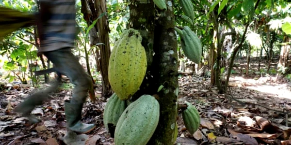 copii sclavi pe plantatie cacao Foto The Guardian