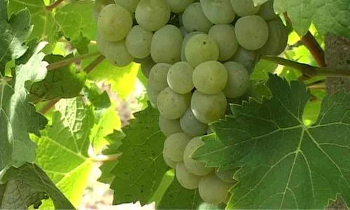 Strugurii sunt fructe cu adevărat miraculoase  (Foto: Shutterstock) jpeg