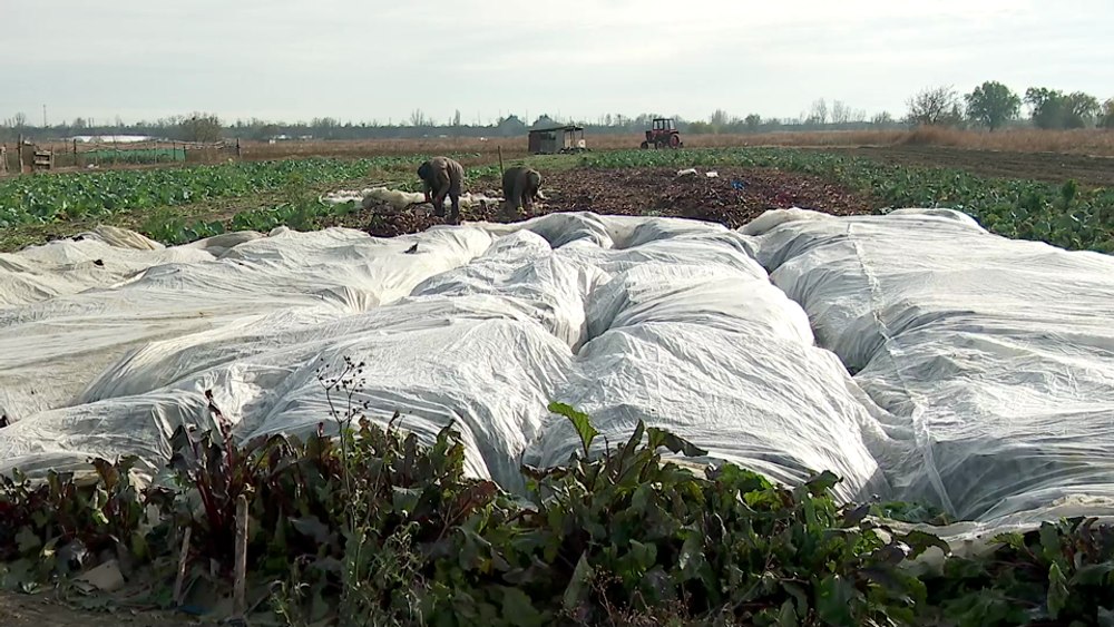 Grădinarii dau zor pe câmp pentru a salva culturile târzii, amenințate de ger VIDEO