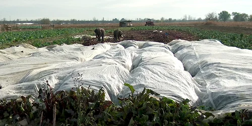 bz legume intarziate 1 mp4 thumbnail png