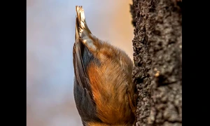 Birdwatching, Îți vînd un cîine, Festivalul de Film şi Istorii de la Rîşnov jpeg