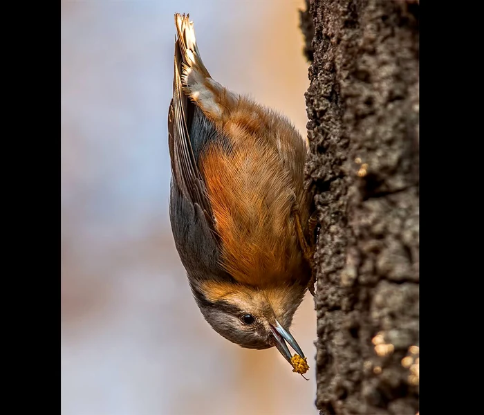Birdwatching, Îți vînd un cîine, Festivalul de Film şi Istorii de la Rîşnov jpeg