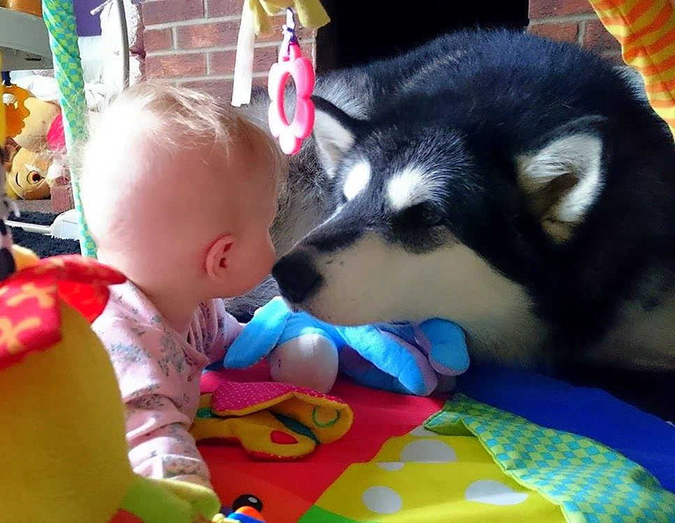 husky si bebe mpm husky baby best friends 03 jpeg