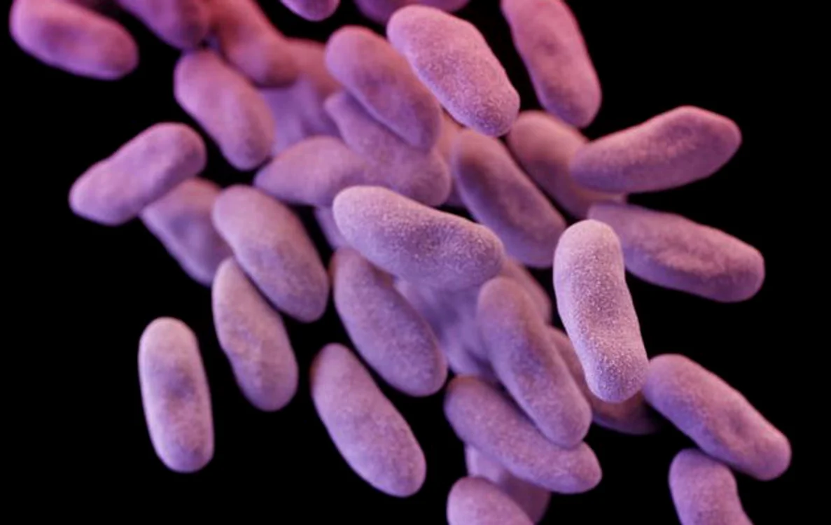 
    Bacteria E. coli a fost depistată la o femeie din Pennsylvania  