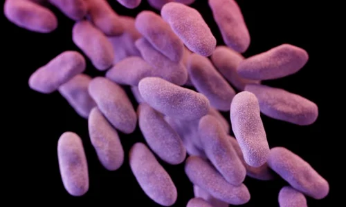 e coli jpeg