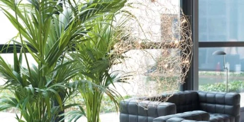 plante de apartament