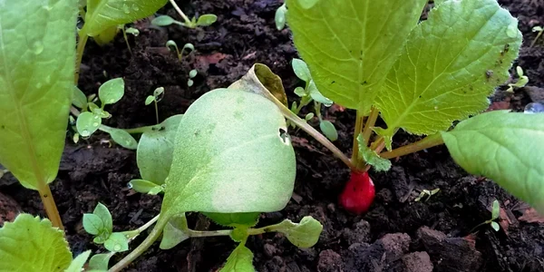 Legume în solarii