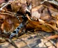 Rosalia Alpina   Foto Parcul Natural Grădiștea Muncelului Cioclovina (2) jpg