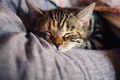 cat 4189697 1280 jpg
