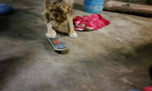 La centrul pentru îngrijire a animalelor săbatice, Lambert primeşte cadouri de ziua lui jpeg