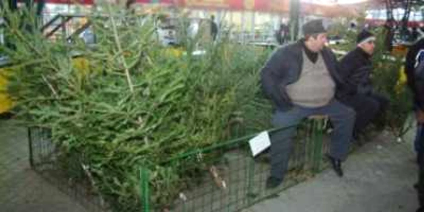 Peste 6.000 de lei amendă pentru furt de brazi
