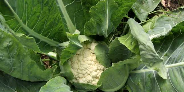 ce legume poti planta in locuri umbroase 
