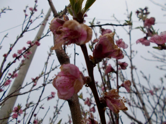Pomii înfloriţi prea devreme, distruşi de oscilaţii de temperatură FOTO I.S.
