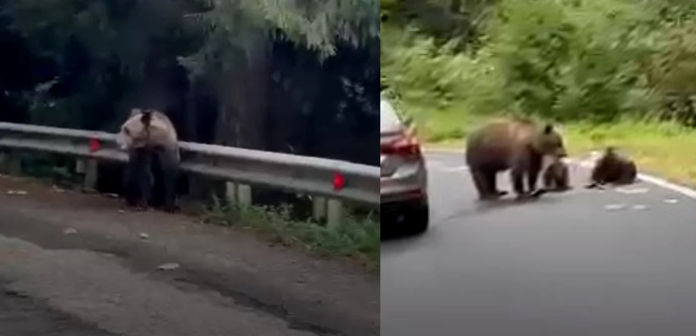 Urși surprinși pe Transfăgărășan