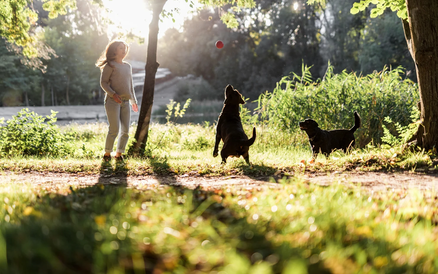 Cât de necesare sunt parcurile pentru câini: „Nu sunt locuri de socializare pentru oameni sau de stat cu ochii în telefon”