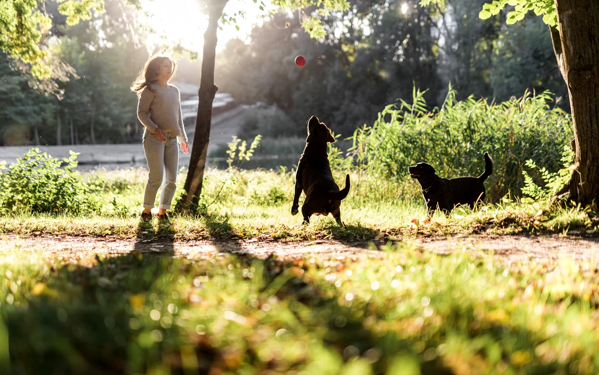 Iubitorii de animale sunt sfătuiți să fie prudenți în parcurile dedicate acestora. Foto: Freepik.com