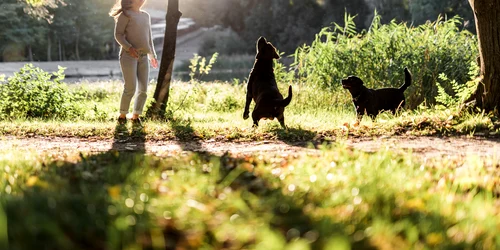 Caini la plimbare  Foto Freepik com jpg