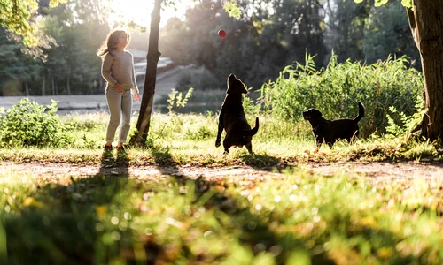 Caini la plimbare Foto Freepik com jpg