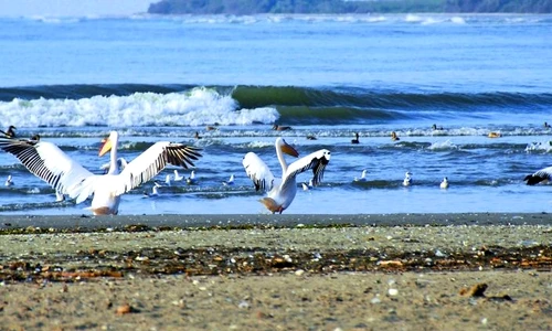 1 46192 original jpg jpeg