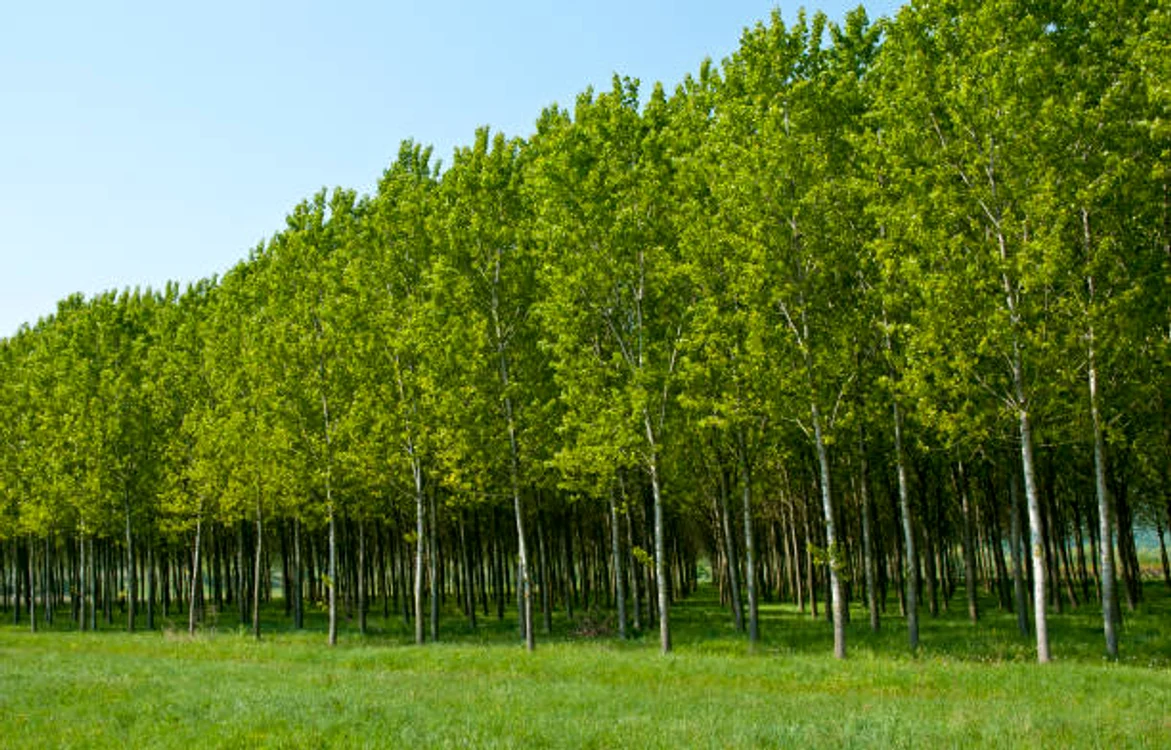 Plopii nu trebuie plantați lângă casă / foto: IStock