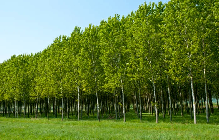 Plopii nu trebuie plantați lângă casă / foto: IStock