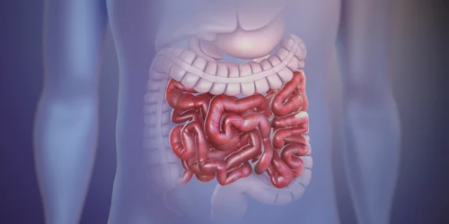 Intestine