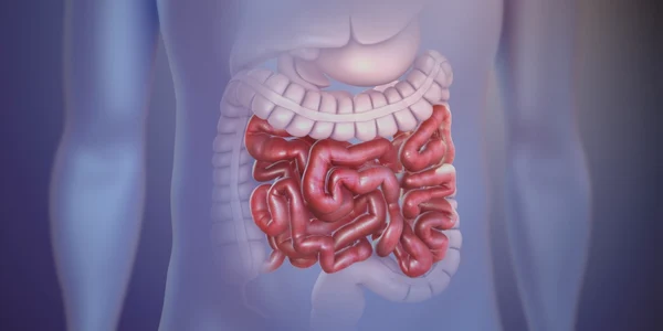 Intestine