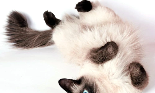 1 68321 original jpg jpeg