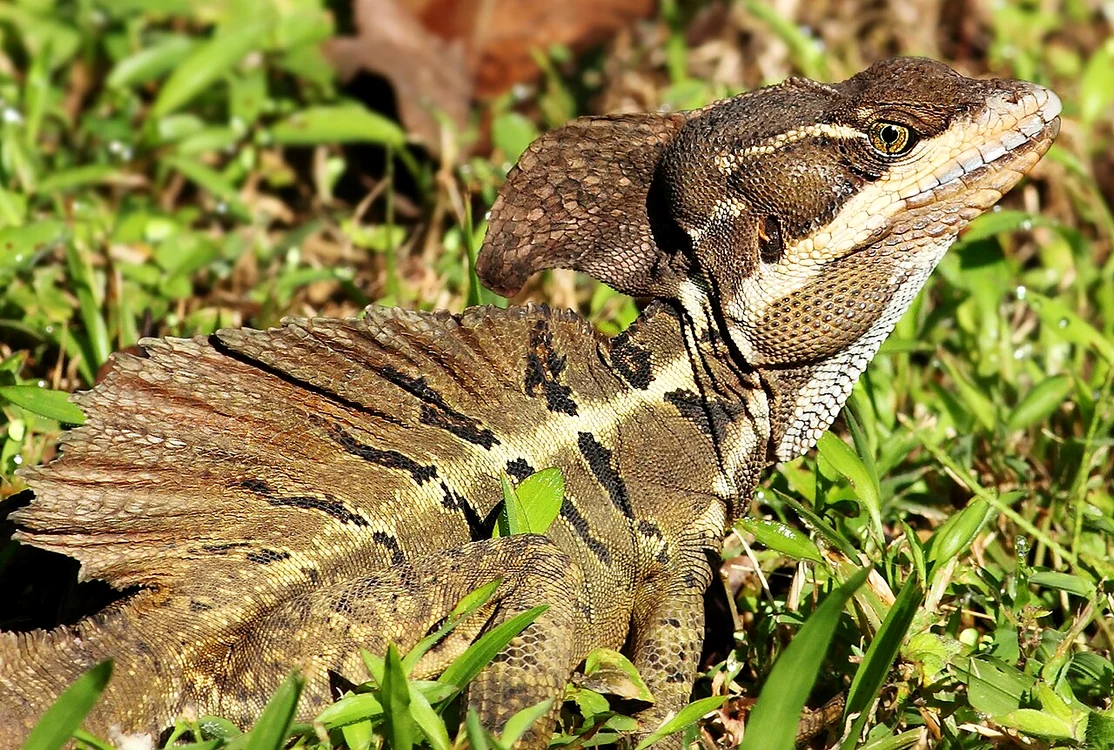 Șopârla Jesus Christ (Basiliscus basiliscus) trăiește în America / foto: Wikipedia
