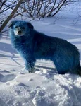 5 single blue dog jpg jpeg