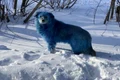 5 single blue dog jpg jpeg