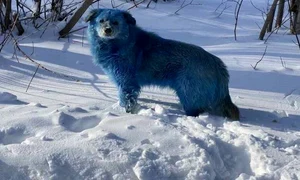 5 single blue dog jpg jpeg