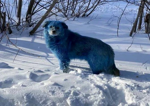 5 single blue dog jpg jpeg