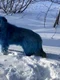 5 single blue dog jpg jpeg