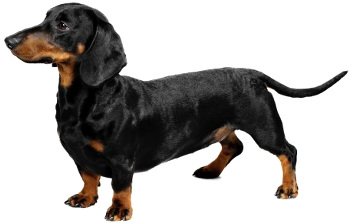 Femeia a făcut sex cu un cățel din rasa Teckel/ Dachshund