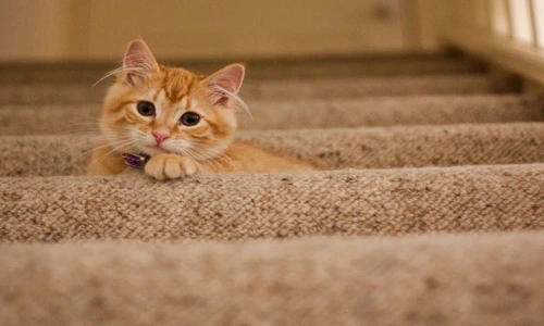 de ce e bine să ai o pisică în casă jpeg