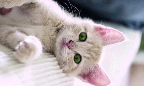 1 59518 original jpg jpeg