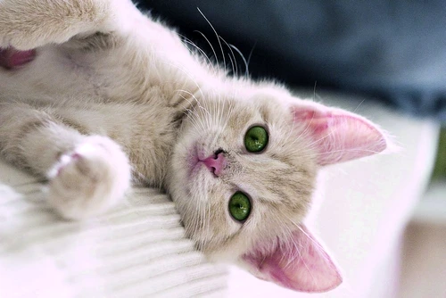 1 59518 original jpg jpeg