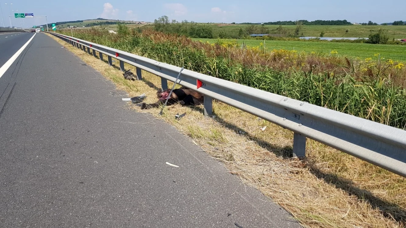 Urs omorât pe autostrada Sibiu - Deva