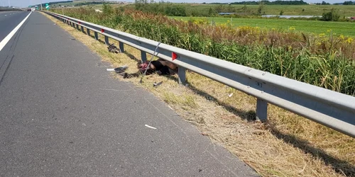 urs lovit pe autostrada