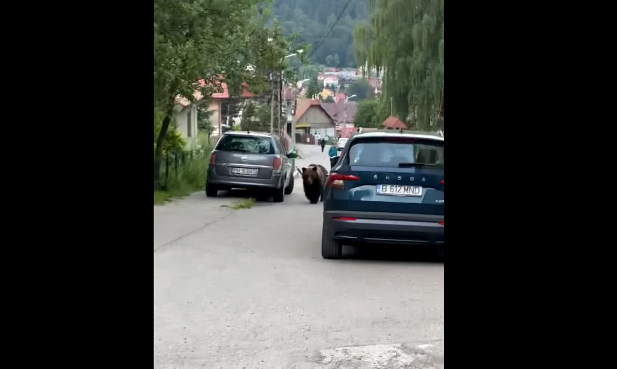 Urşii se plimbă agale, nestingheriţi, ziua în amiaza mare, pe străzile din Buşteni FOTO Facebook/Mircea Totpal