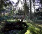 Parcul Dendrologic din Simeria Foto Daniel Guță ADEVĂRUL (57) jpg