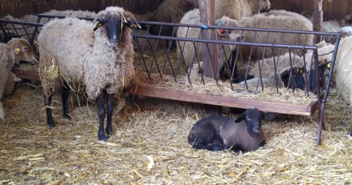 O boală mortală face ravagii printre ovine FOTO Adevărul