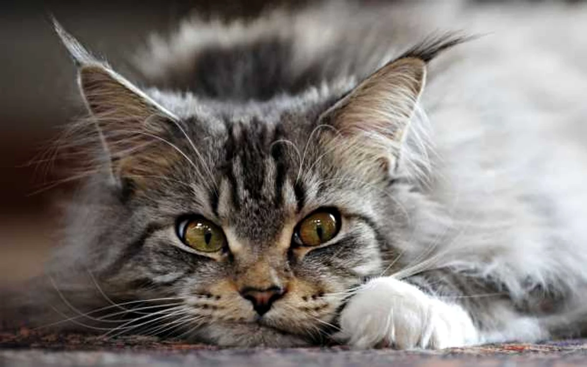 Maine Coon, originară din Statele Unite, este una dintre rasele de pisici cu blană lungă FOTO: purrfectcatbreeds.com