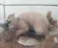 Animale împăiate pe vremea Austro-Ungariei FOTO Ştefan Both