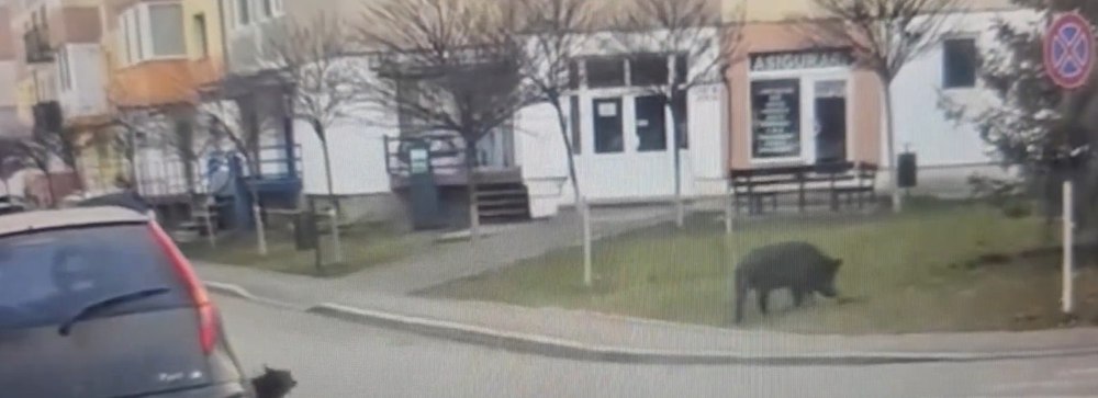 Porc filmat în timp ce se plimba nestingherit pe stradă. „La Bucuresti sunt canguri și în Turda porci”