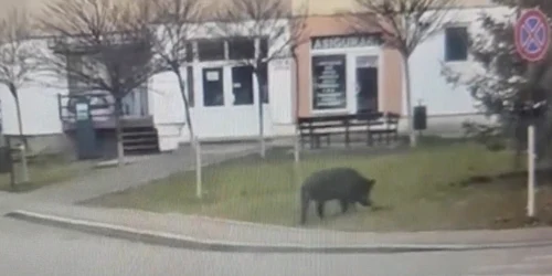 porcul maidanez din Turda Foto Captura video Turda News jpg